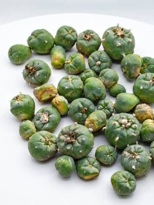 peyote kopen