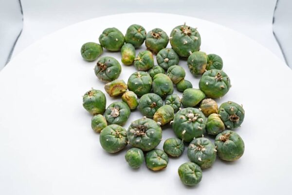 peyote kopen
